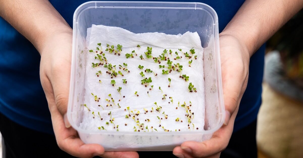 Как быстро прорастить петрушку? Эффективные методы проращивания семян водкой и песком