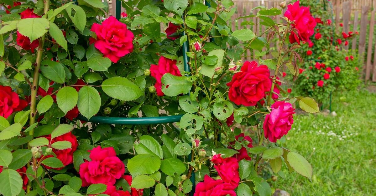 Розарий на даче: оформление своими руками, схемы и сочетание роз по цвету - 55 фото