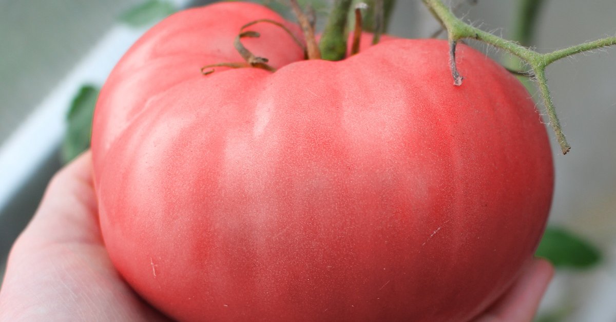Топ-18 самых крупных сортов томатов от читателей Огород.ru