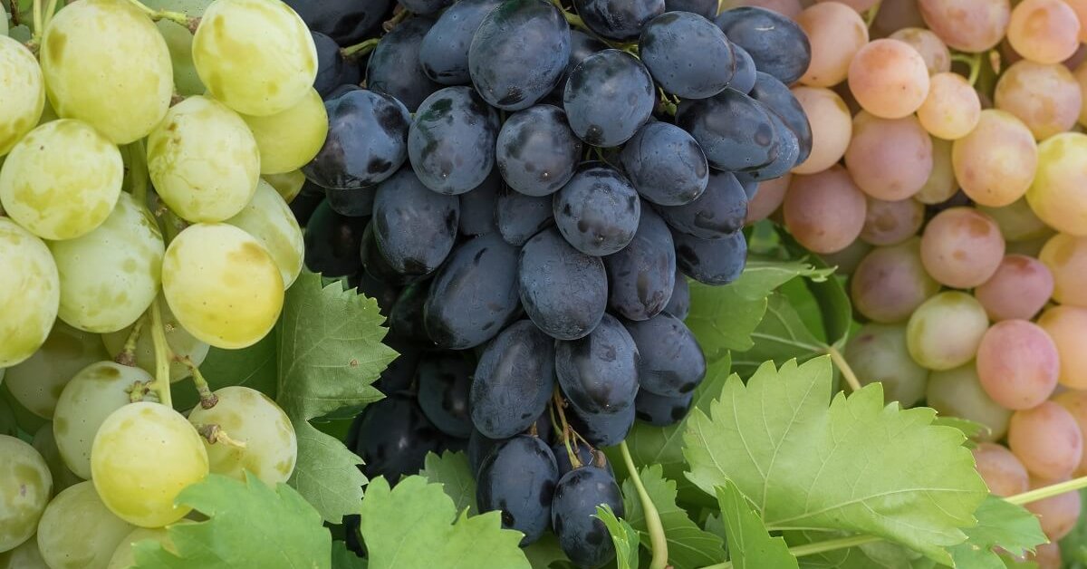 Ранние сорта винограда для средней полосы | В саду (Огород.ru)
