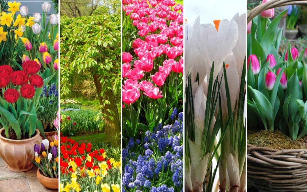15 фантастически красивых луковичных цветов, которые стоит посадить весной - советы садоводу