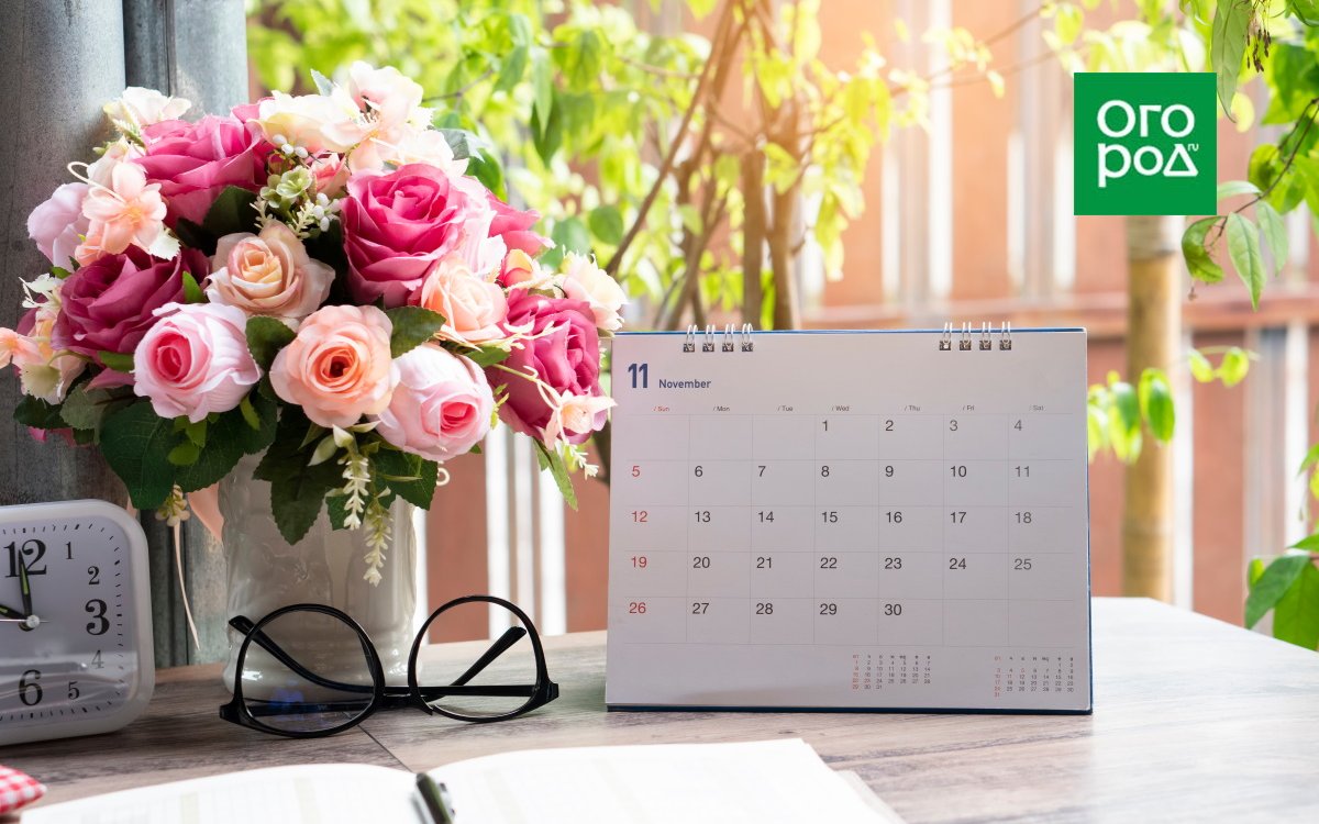 Календарь ухода за розами: гид по месяцам для садоводов