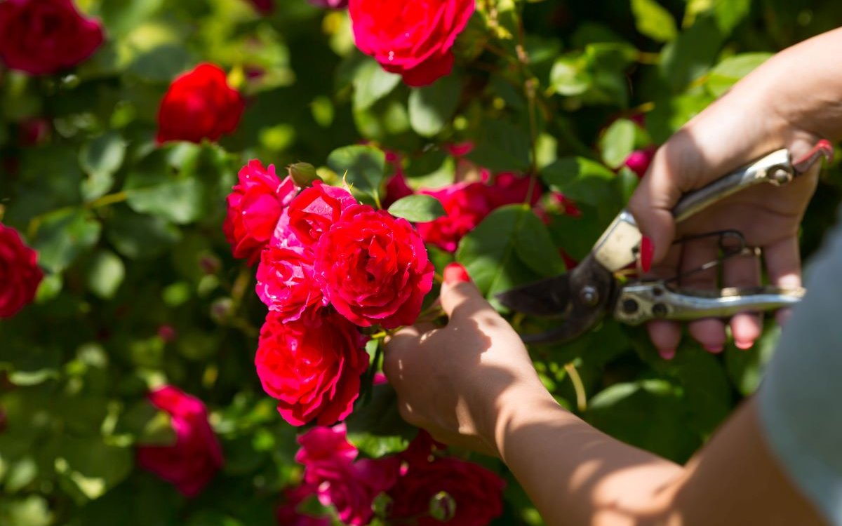 Обрезка плетистых роз — клаймеров и рамблеров: основные правила и полезные советы