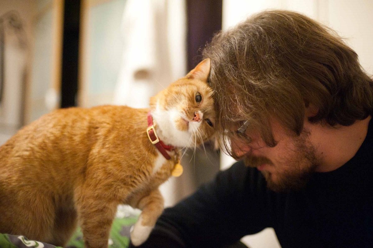 Почему кошки любят: секреты и проявления любви кошачьих домашних питомцев