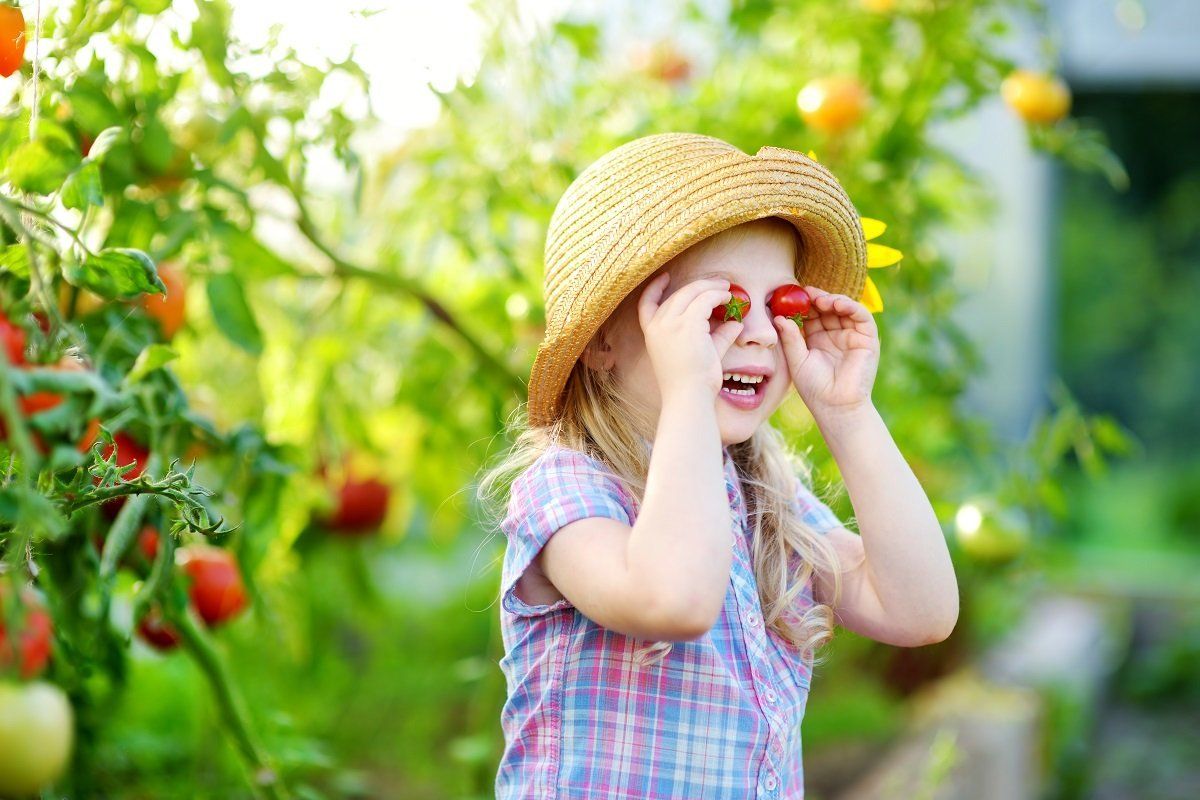 Adorable little girl wearing hat picking fresh ripe organic tomatoes in a greenhouse on warm summer evening