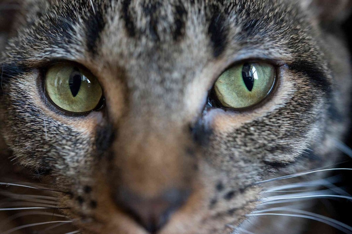Как коты показывают, что они вас любят – 11 люблю на кошачьем языке |  Вдохновение (Огород.ru)