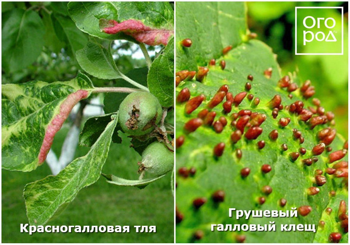 Болезни Грушевых Деревьев На Листьях Фото