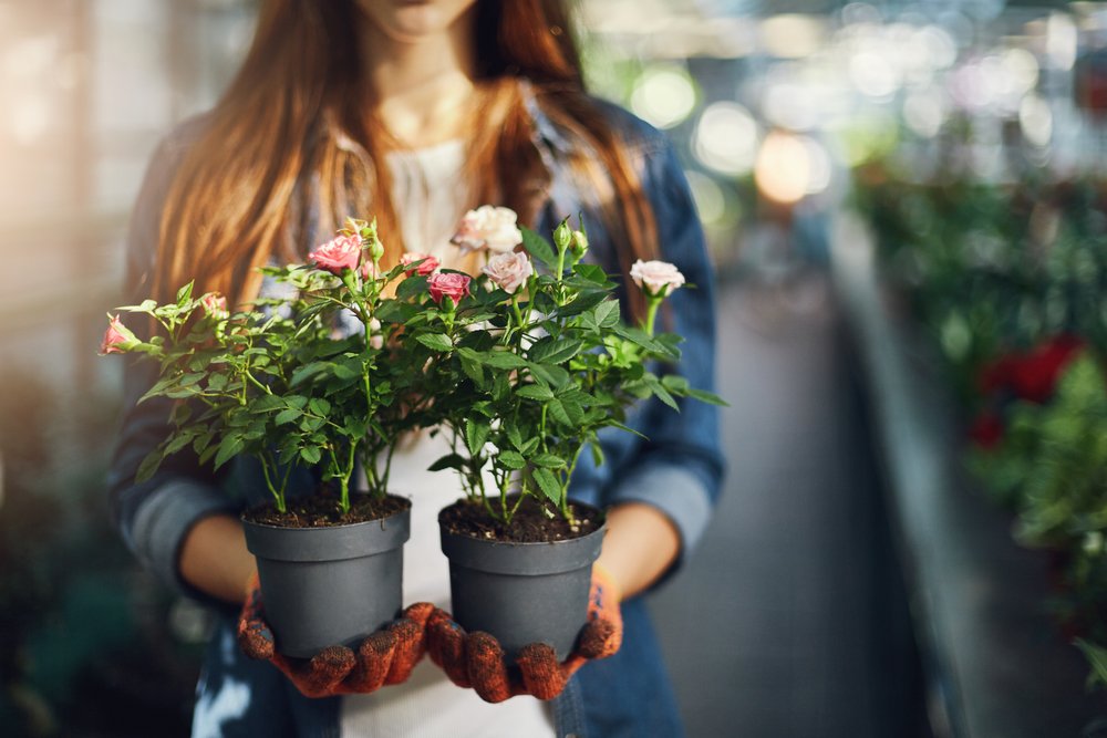 Выращиваем розы на подоконнике – как сохранить и продлить цветение | В  цветнике (Огород.ru)