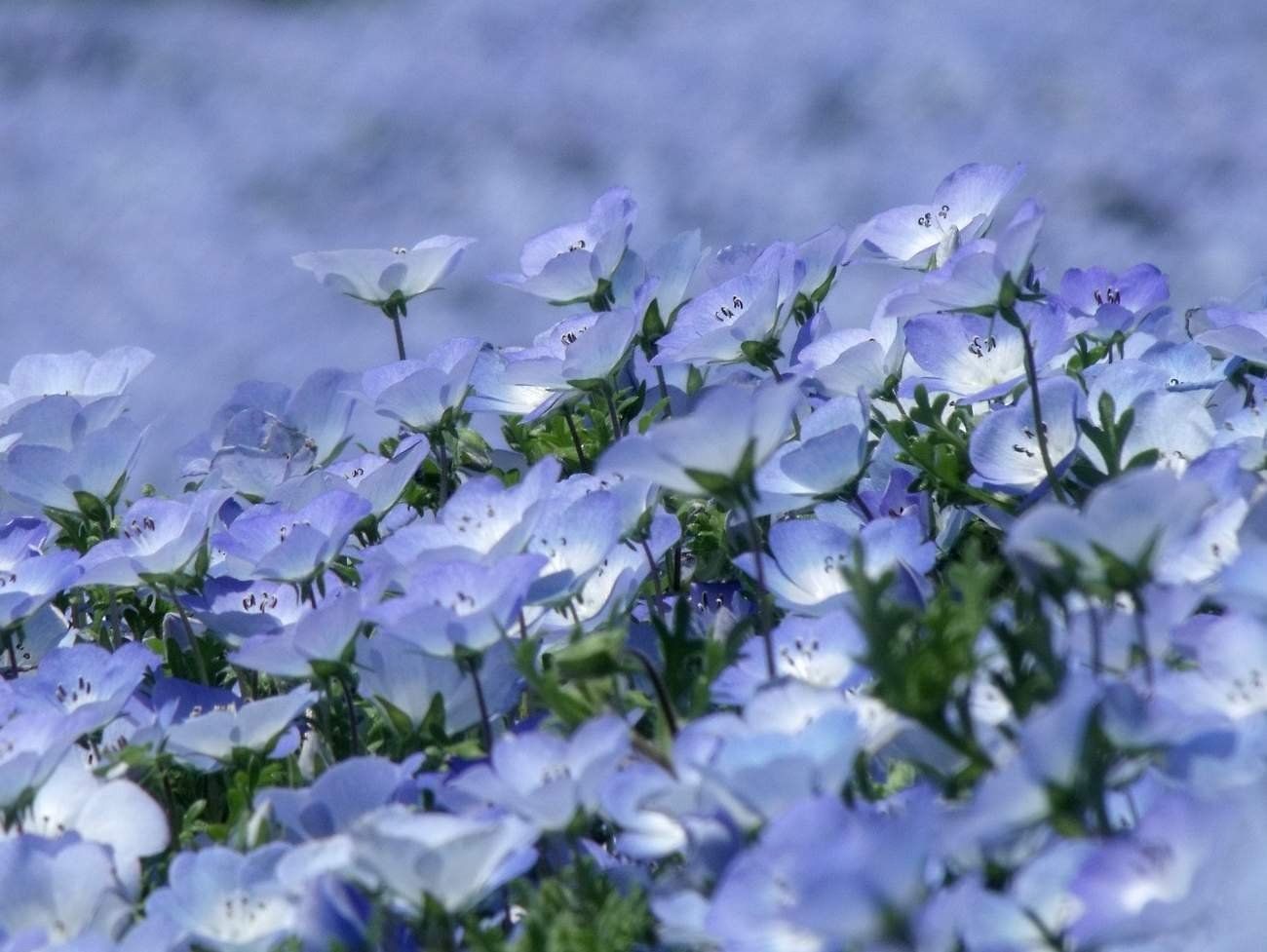 Цветы Синего Цвета Названия И Фото