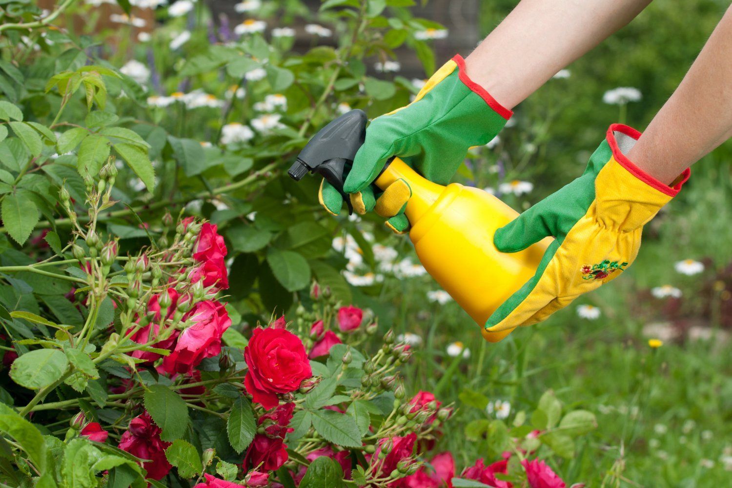 Чем можно обрабатывать розы. Обрызгивание растений. Опрыскивание сада. Огородные цветы. Опрыскивание растений в саду.