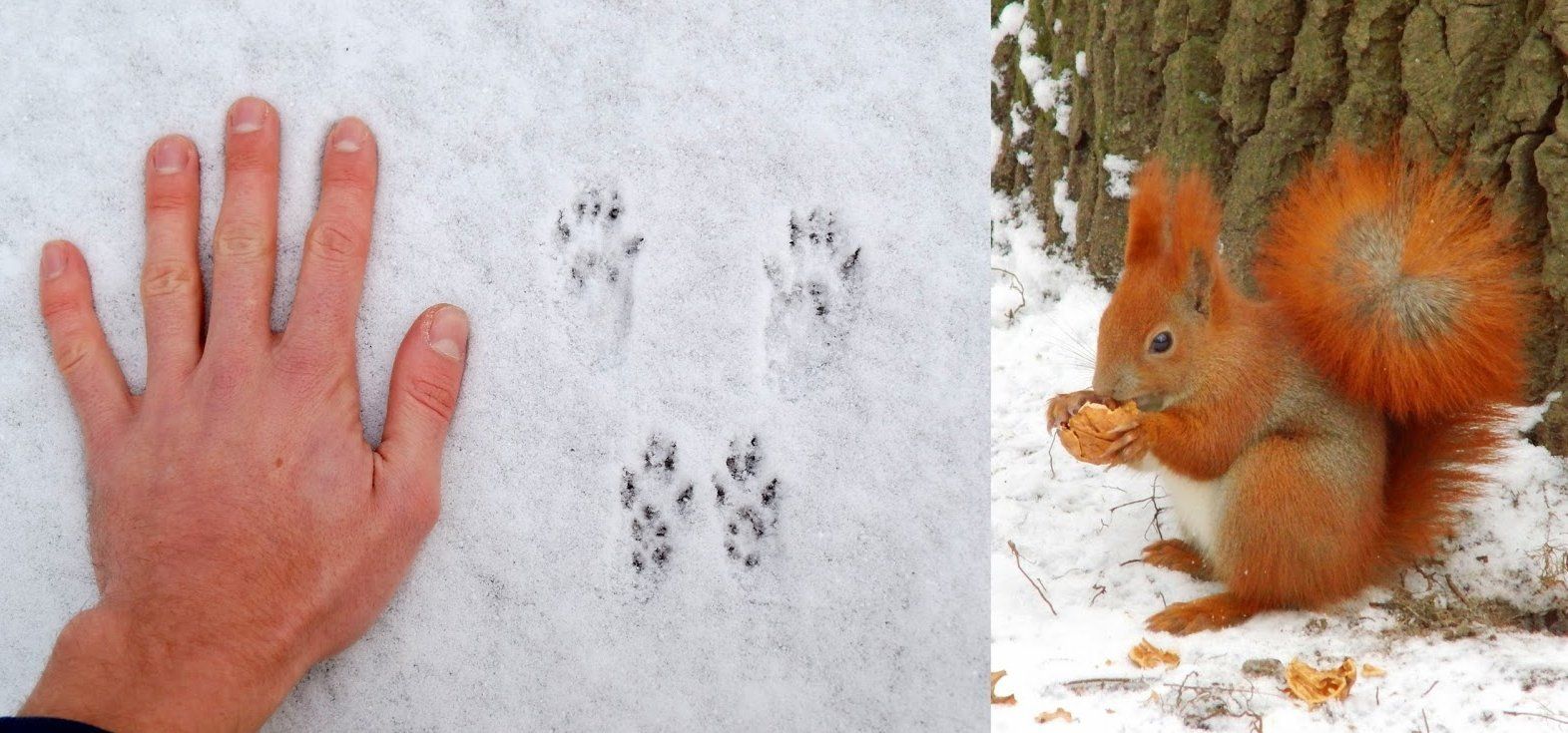 Схемы следов животных на снегу