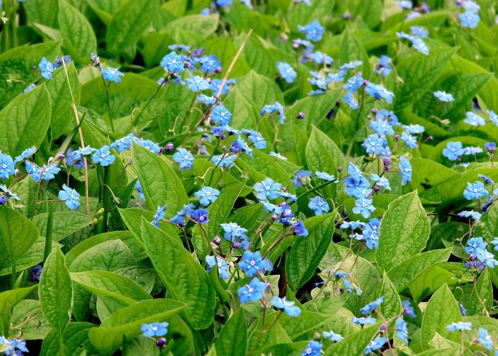42 растения с синими цветками | Дизайн участка (Огород.ru)
