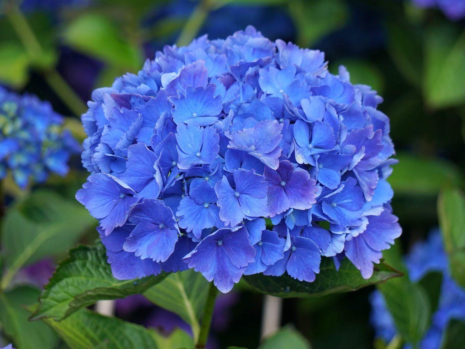 синие цветы картинки