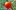 : сердцевидные сорта томатов с фото и описанием