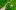 shutterstock.com/ZhakYaroslav: Луковица крокуса с ростками и цветком