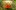 : Цветок гибискуса под фитолампой