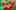 shutterstock.com/AlexeiLogvinovich: Малыши-крепыши: 20 лучших низкорослых сортов и гибридов томата