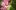 : Яркие соцветия гладиолусов
