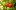 pixabay.com/congerdesign: 12 сортов томатов для тенистых участков