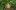: Выращивание корневого сельдерея