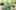 ogorod.ru / Александра Атрашевская: Как применять борную кислоту на огороде, в саду и цветнике