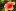 Гибискус китайский, цветок, комнатное растение