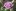 сорта роз необычного цвета фото описание