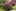 Кустовые хризантемы в сочетании с очитками