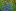 Куст синеголовника с синими стеблями и листвой