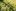 ликорис паучья лилия фото описание выращивание уход
