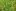 однодольные злаковые сорняки фото описание название