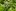 Черемуха поздняя (Padus serotina)