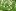 Ветреница нежная (Anemone blanda)