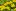 Калужница болотная (Caltha palustris)