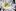 Хризантема садовая Балтика Уайт (Baltica White) 