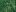 Можжевельник обыкновенный Green Carpet. Фото автора