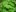 Листья белокопытника широкого