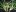 стеблевые розетки лилейника
