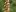 Наперстянка ржавая (Digitalis ferruginea) 
