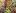 Гортензия метельчатая сорта Пэстел Грин (Pastel Green) 
