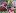 Флокс метельчатый (Phlox paniculata)