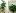 Слева – растение земляники садовой с усами и молодыми розетками-клонами (пример естественного клонирования). Справа – клонирование земляники в искусственных условиях