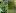 Слева – цветущее растение стрелолиста. Справа – ус стрелолиста с молодым растением-клоном (в круге)