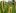 однодольные злаковые сорняки фото описание название