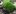 Декоративный мох – строение, особенности, разновидности, размножение