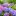 : разноцветная гортензия в саду