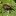 : Вишневый трубковерт - вредитель вишни и черешни
