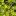 Очиток гибридный (Sedum hybridum)