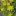 Очиток бледно-желтый (Sedum ochroleucum)
