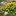 Очиток камчатский (Sedum kamtschaticum, Sedum floriferum)